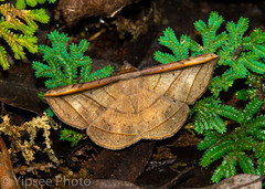 Entomogramma fautrix