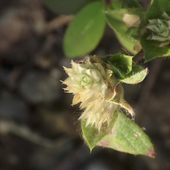 Gomphrenoideae