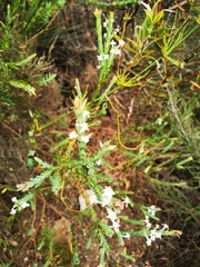 Struthiola