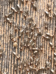 Tenuirostritermes