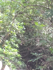 Platycercus eximius eximius