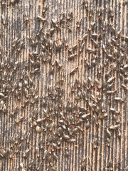 Tenuirostritermes