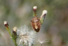 Carpocorini