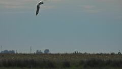 Chroicocephalus maculipennis