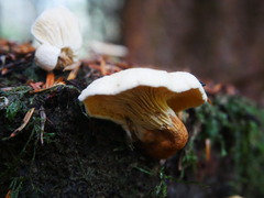 Cantharellus