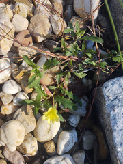 Oenothera laciniata