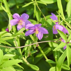 Talinum fruticosum