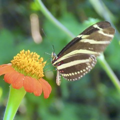 Heliconius charithonia vazquezae