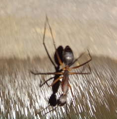 Camponotus etiolipes