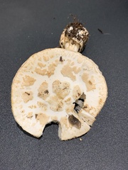 Amanita citrina