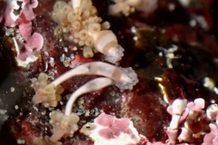 Hydrocoryne bodegensis