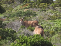 Tragelaphus oryx oryx
