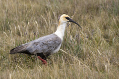 Theristicus branickii
