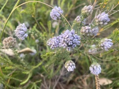 Aspalathus globulosa