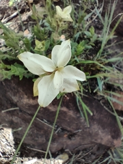 Syncolostemon persimilis