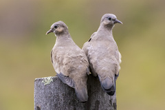 Metriopelia melanoptera