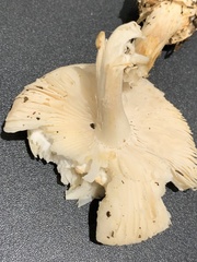 Amanita citrina