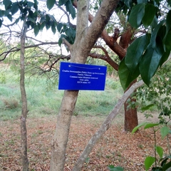 Craibia brevicaudata