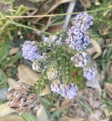 Aspalathus globulosa