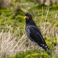 Daptrius carunculatus