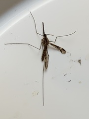 Anopheles punctipennis