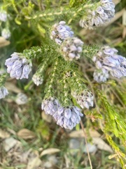 Aspalathus globulosa