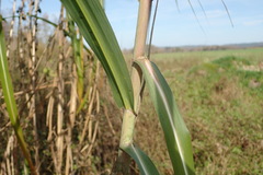 Miscanthus floridulus