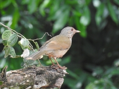 Turdus leucomelas