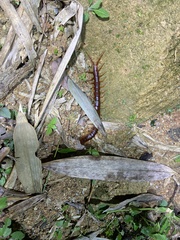 Scolopendra dehaani