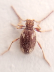 Ptinus