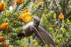 Oreotrochilus chimborazo