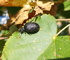 Meloe rugosus