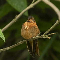 Aglaeactis cupripennis