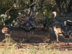 Meleagris gallopavo intermedia