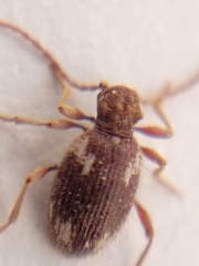 Ptinus