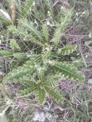Berkheya purpurea