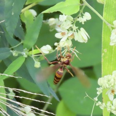 Polistes carnifex