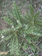 Berkheya purpurea