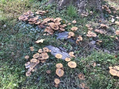 Desarmillaria caespitosa