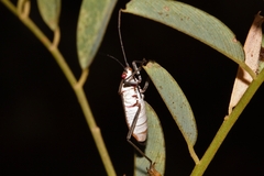 Leptocoris amictus