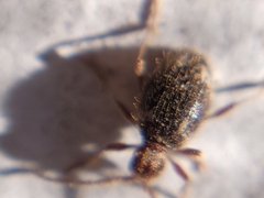 Ptinus