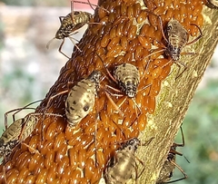 Tuberolachnus salignus