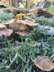Desarmillaria caespitosa