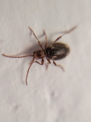 Ptinus
