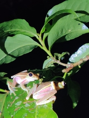 Rhacophorus lateralis