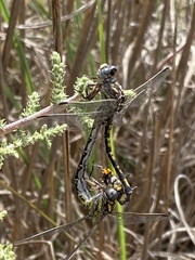 Paragomphus cognatus