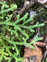 Selaginella helvetica