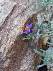 Linaria alpina