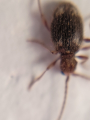 Ptinus