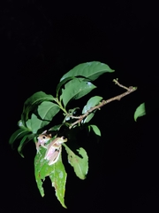 Rhacophorus lateralis